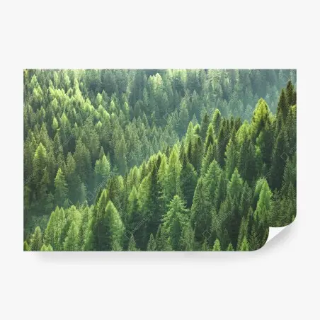 Fototapete üppige grüne waldpanorama – Wallnifity®