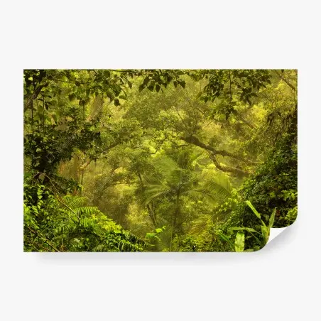 Fototapete üppiges regenwalddach bei Cairns – Wallnifity®