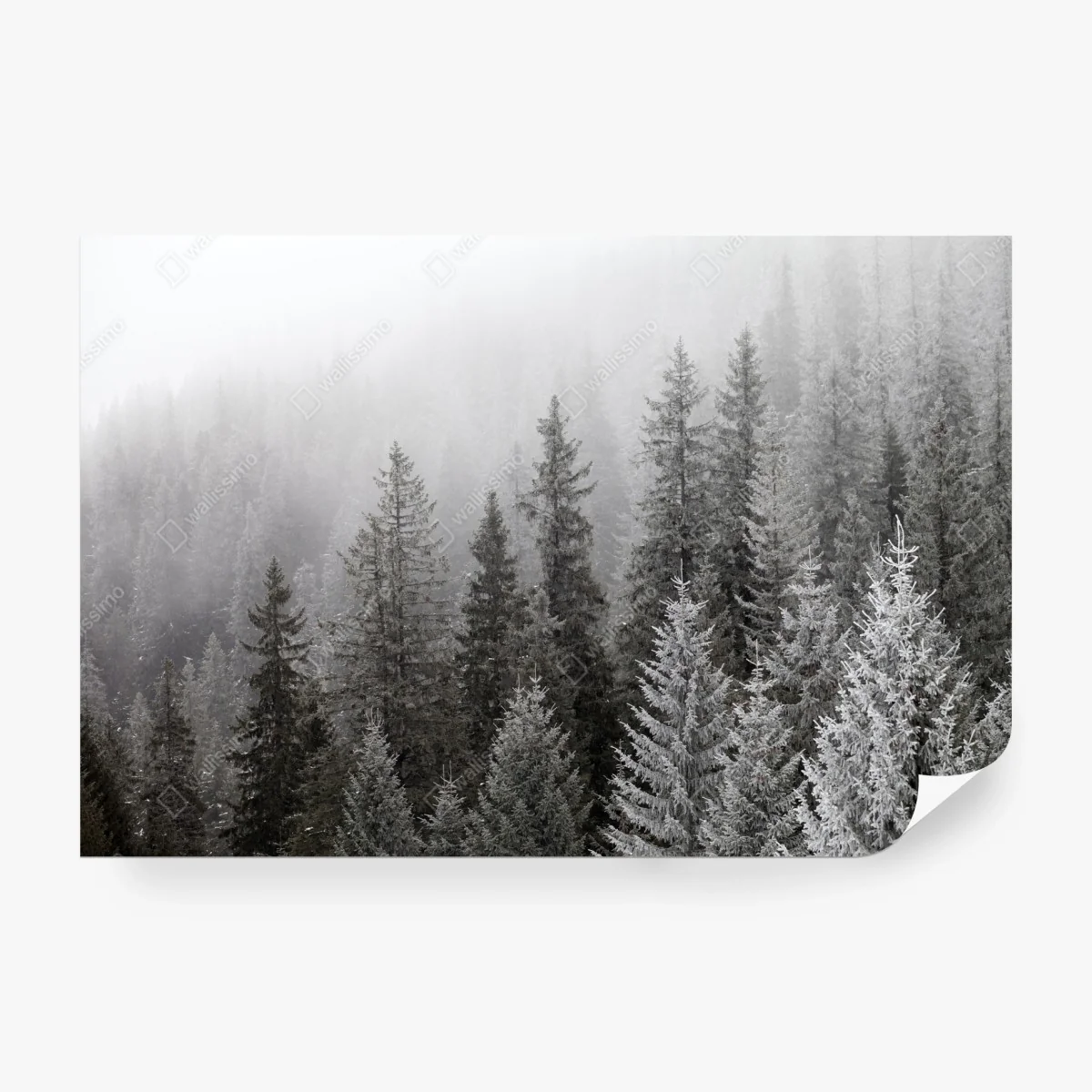 Fototapete nebliger winterwald in den Karpaten – Wallnifity®