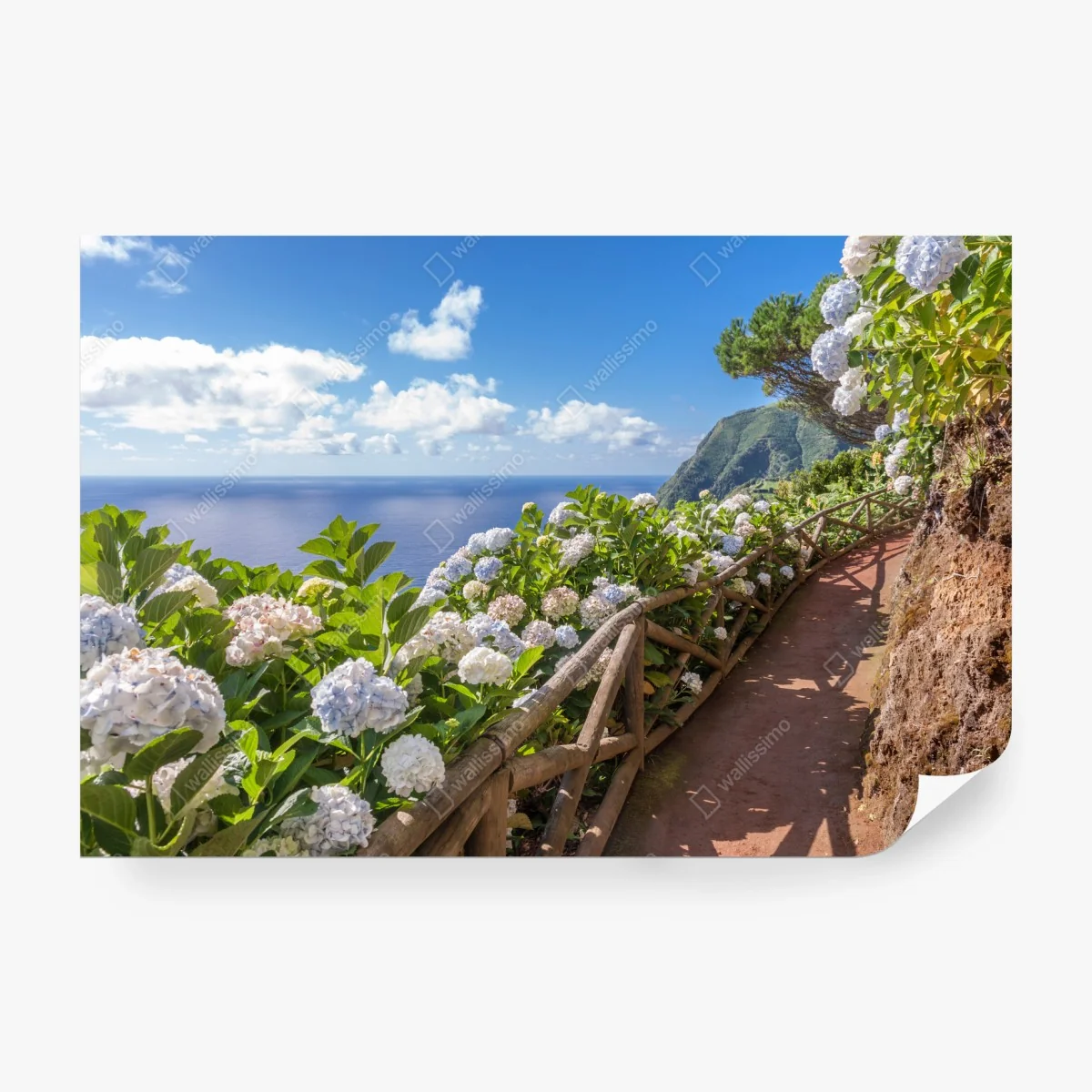 Fototapete küstenweg mit hortensien, São Miguel, Azoren – Wallnifity®