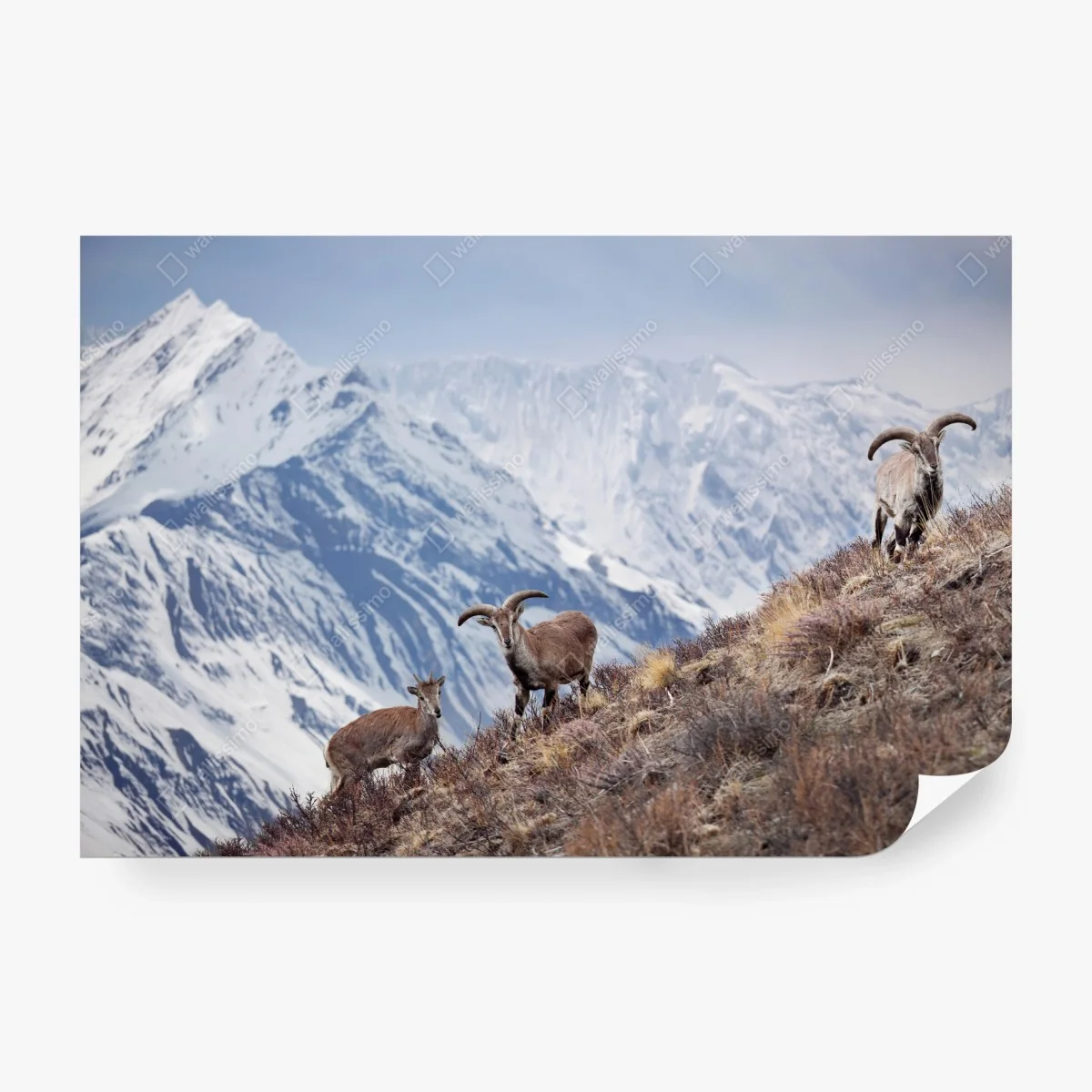 Fototapete wilde blaue schafe an einem hang im Himalaya, Manang, Nepal – Wallnifity®