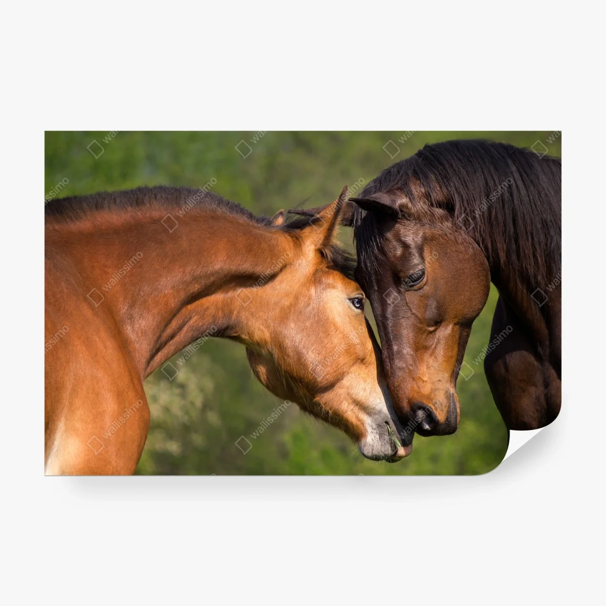 Fototapete zärtliche pferdefreundschaft – Wallnifity®