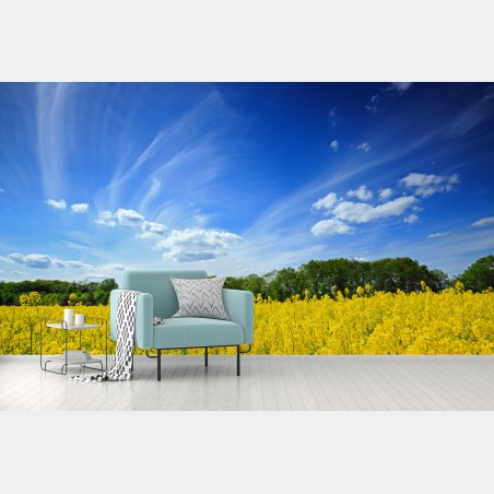 Fototapete polnisches rapsfeld unter blauem himmel – Wallnifity®