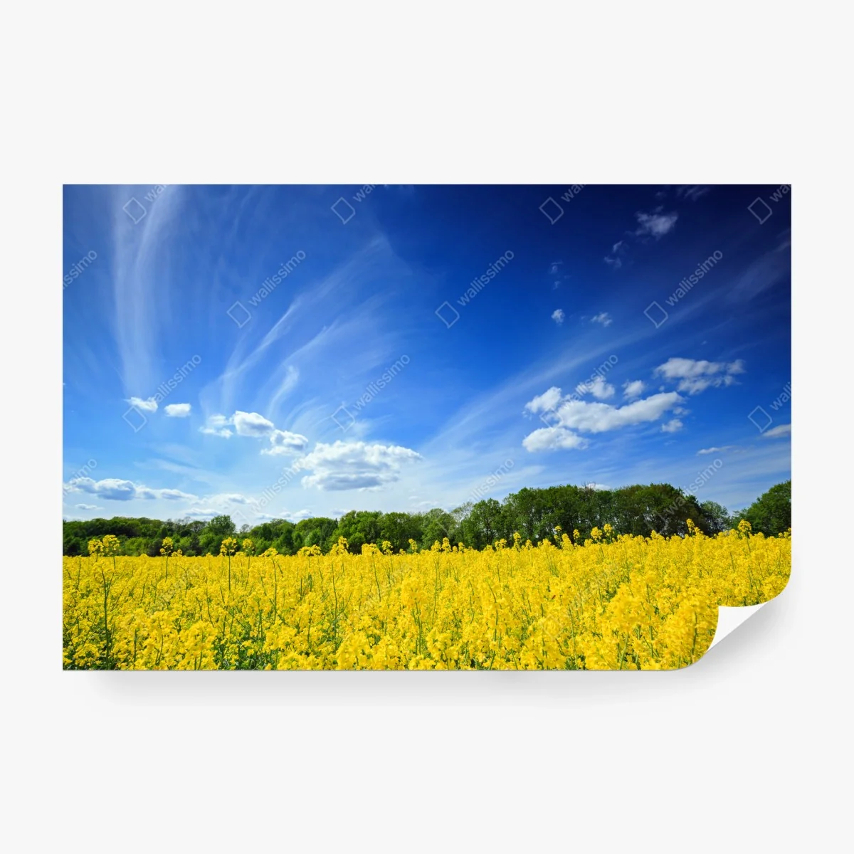 Fototapete polnisches rapsfeld unter blauem himmel – Wallnifity® Fototapete polnisches rapsfeld unter blauem himmel – Wallnifity®