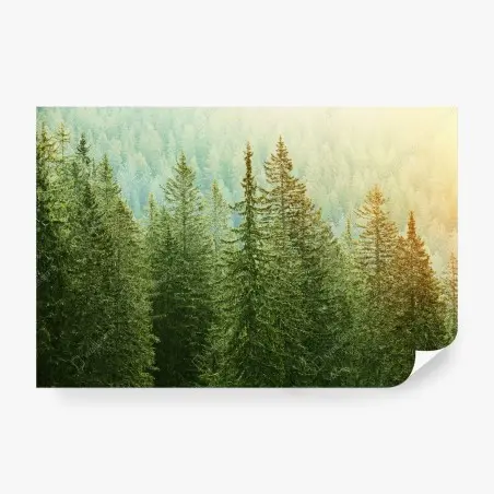 Fototapete sonnenbeschienener nadelwald – Wallnifity®
