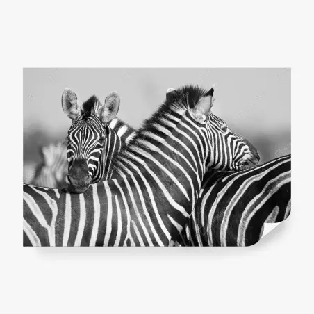 Fototapete verschlungene zebras in monochrom – Wallnifity®