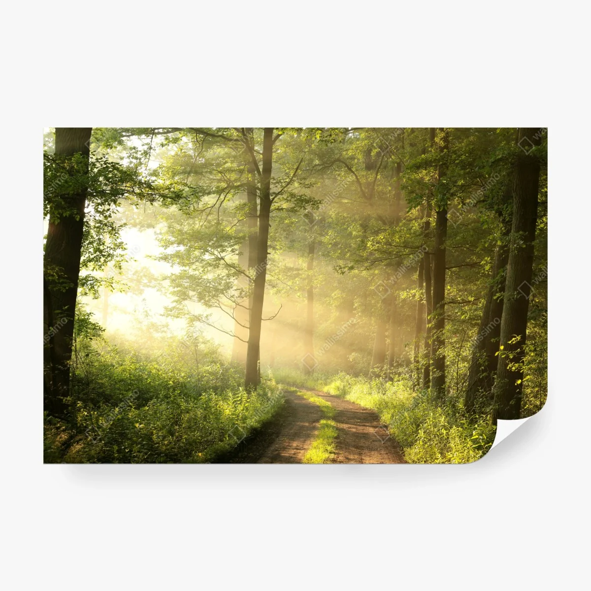 Fototapete morgendliches licht im wald – Wallnifity®