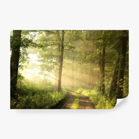 Fototapete morgendliches licht im wald – Wallnifity®
