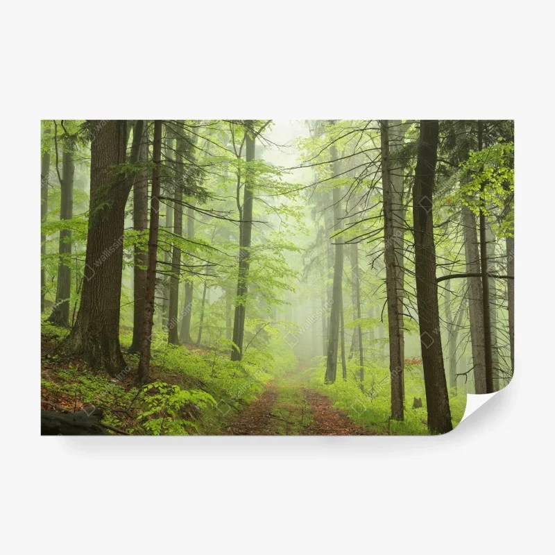 Wälder – Wallnifity®