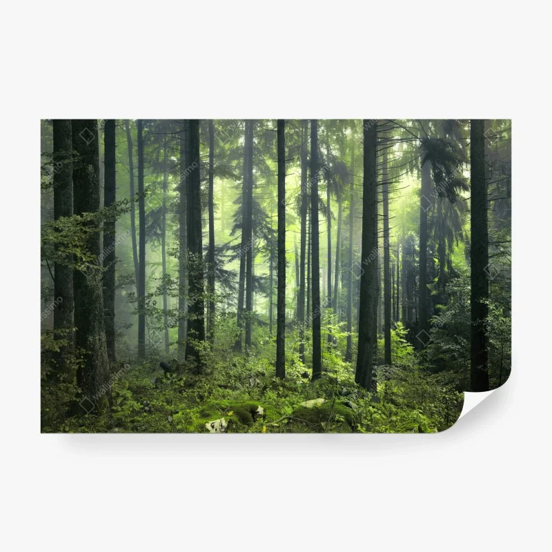 Wälder – Wallnifity®