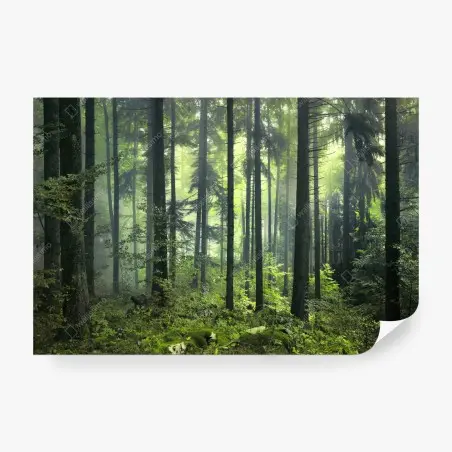 Fototapete mystischer grüner frühlingswald – Wallnifity®