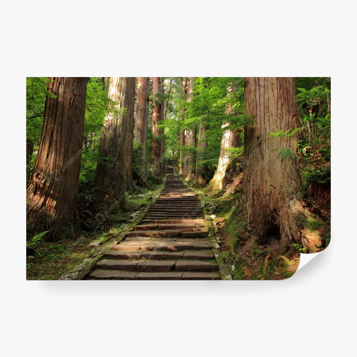 Fototapete steinne treppe im alten wald – Wallnifity® Fototapete steinne treppe im alten wald – Wallnifity®