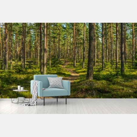 Fototapete sonniger kiefernwaldweg – Wallnifity®