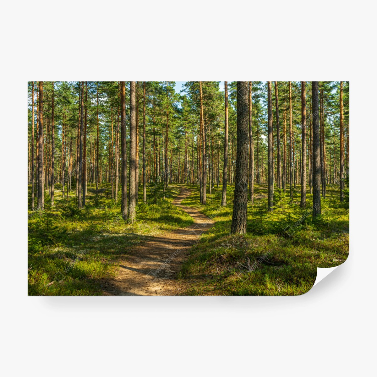 Fototapete sonniger kiefernwaldweg – Wallnifity®