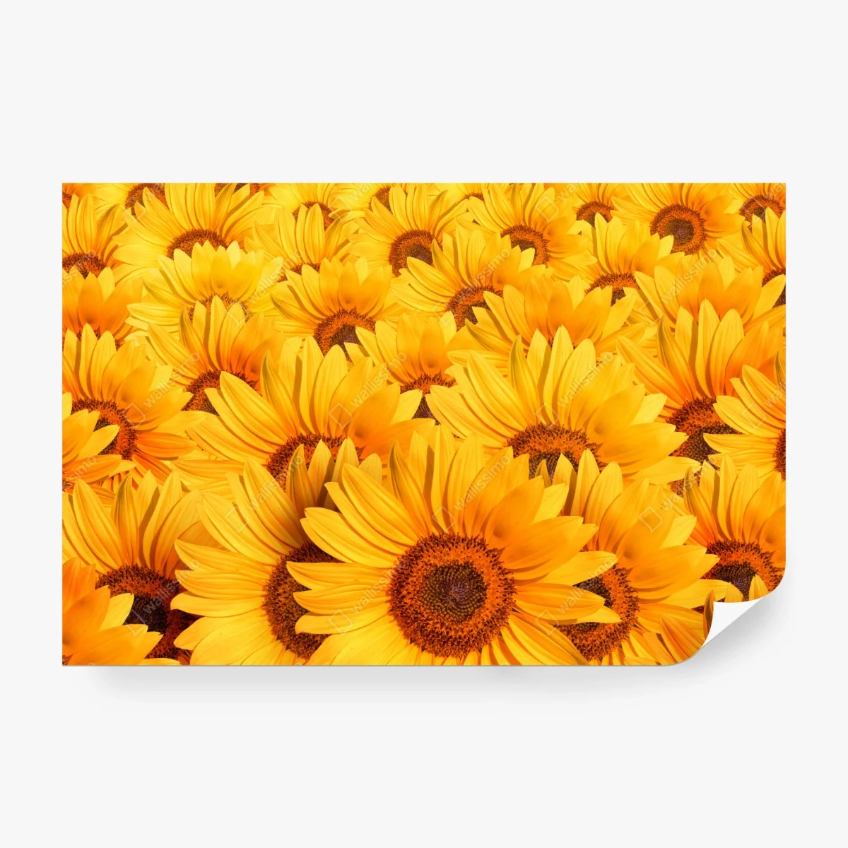 Fototapete goldenes sonnenblumenfeld – Wallnifity® Fototapete goldenes sonnenblumenfeld – Wallnifity®