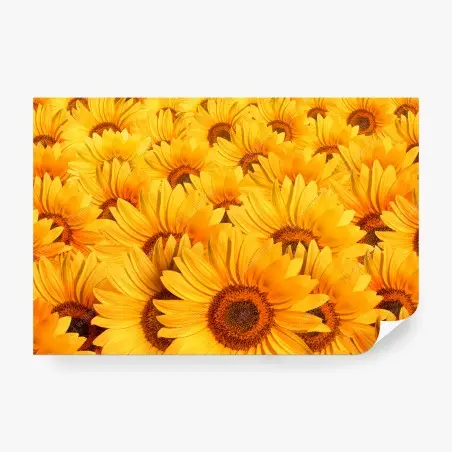 Fototapete goldenes sonnenblumenfeld – Wallnifity®