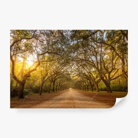 Fototapete sonnenbeschienene eichenallee bei Savannah – Wallnifity®