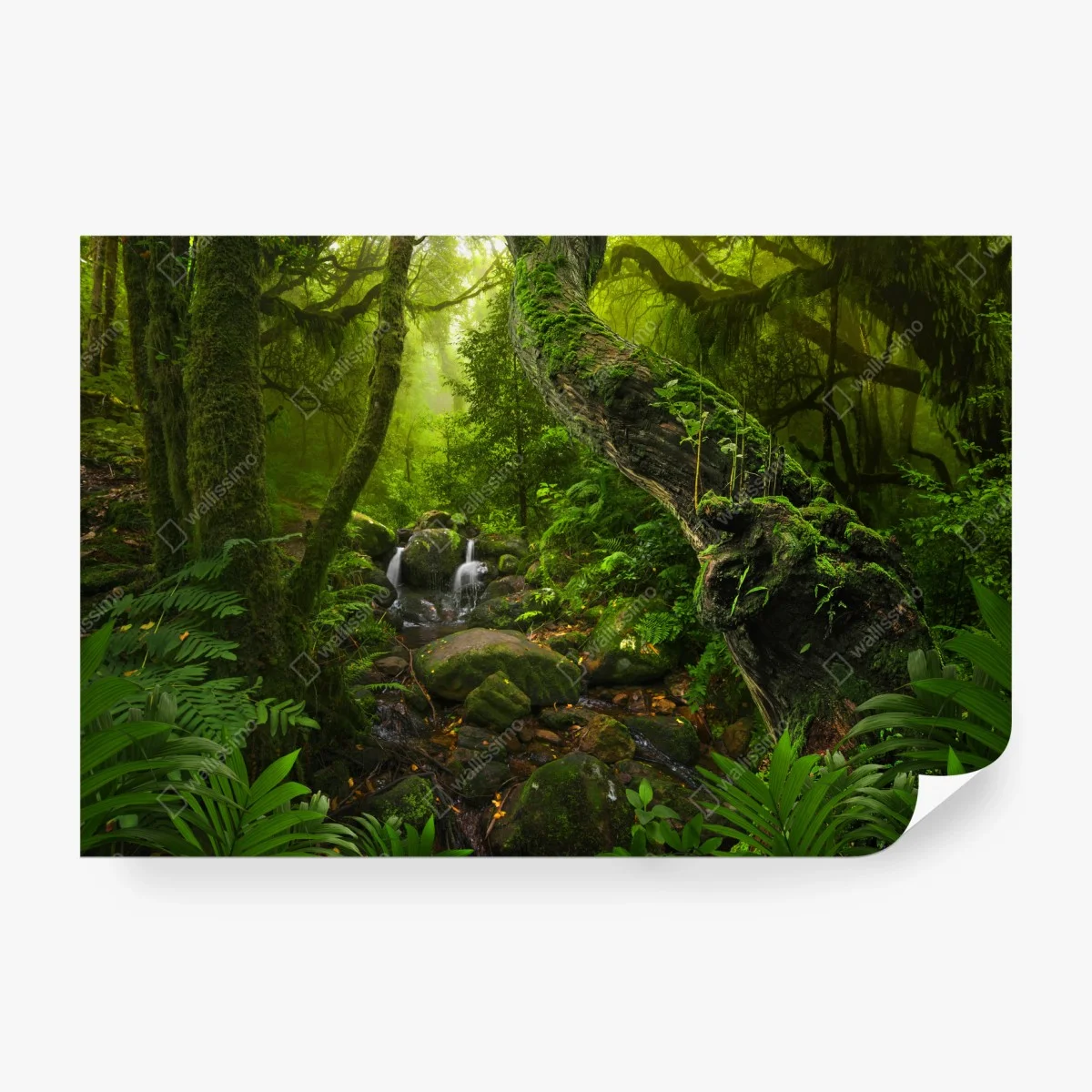 Fototapete moosiger waldbach im morgenlicht – Wallnifity®