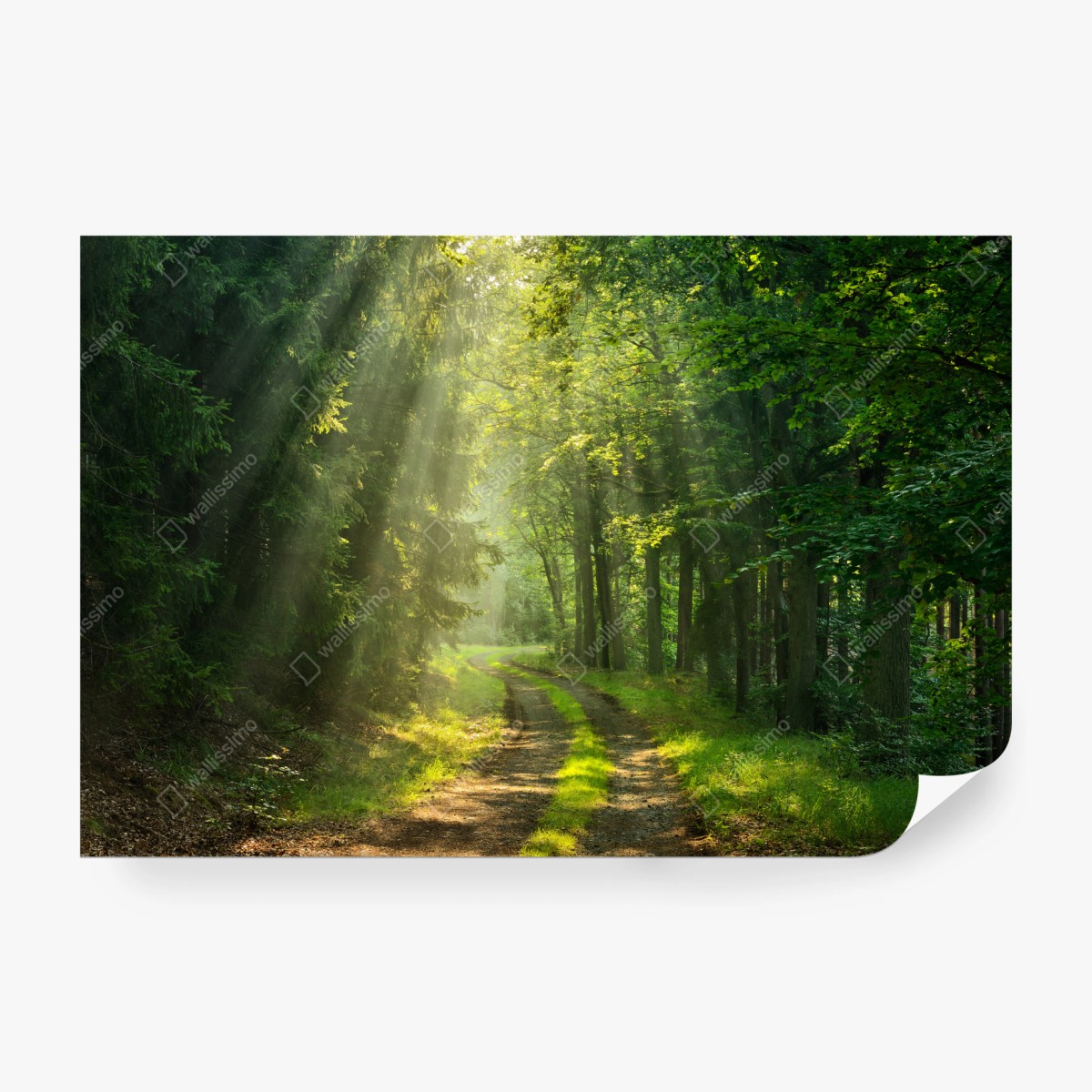 Fototapete sonnenbeschienener waldpfad – Wallnifity®