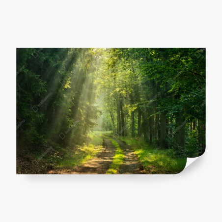 Fototapete sonnenbeschienener waldpfad – Wallnifity®