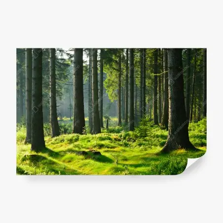 Fototapete sonnige grüne lichtung im wald – Wallnifity®