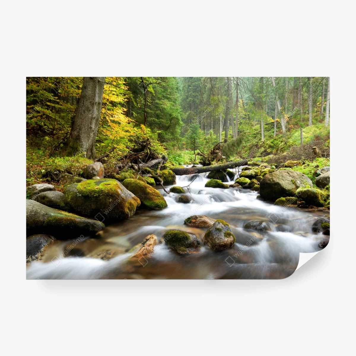 Fototapete moosbedeckter waldbach im herbst – Wallnifity®
