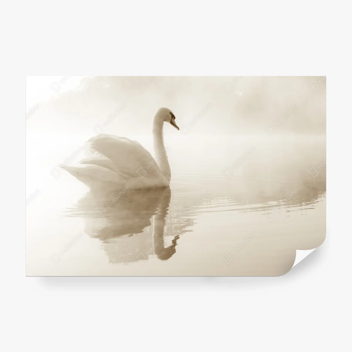 Fototapete eleganter schwan im nebel – Wallnifity® Fototapete eleganter schwan im nebel – Wallnifity®