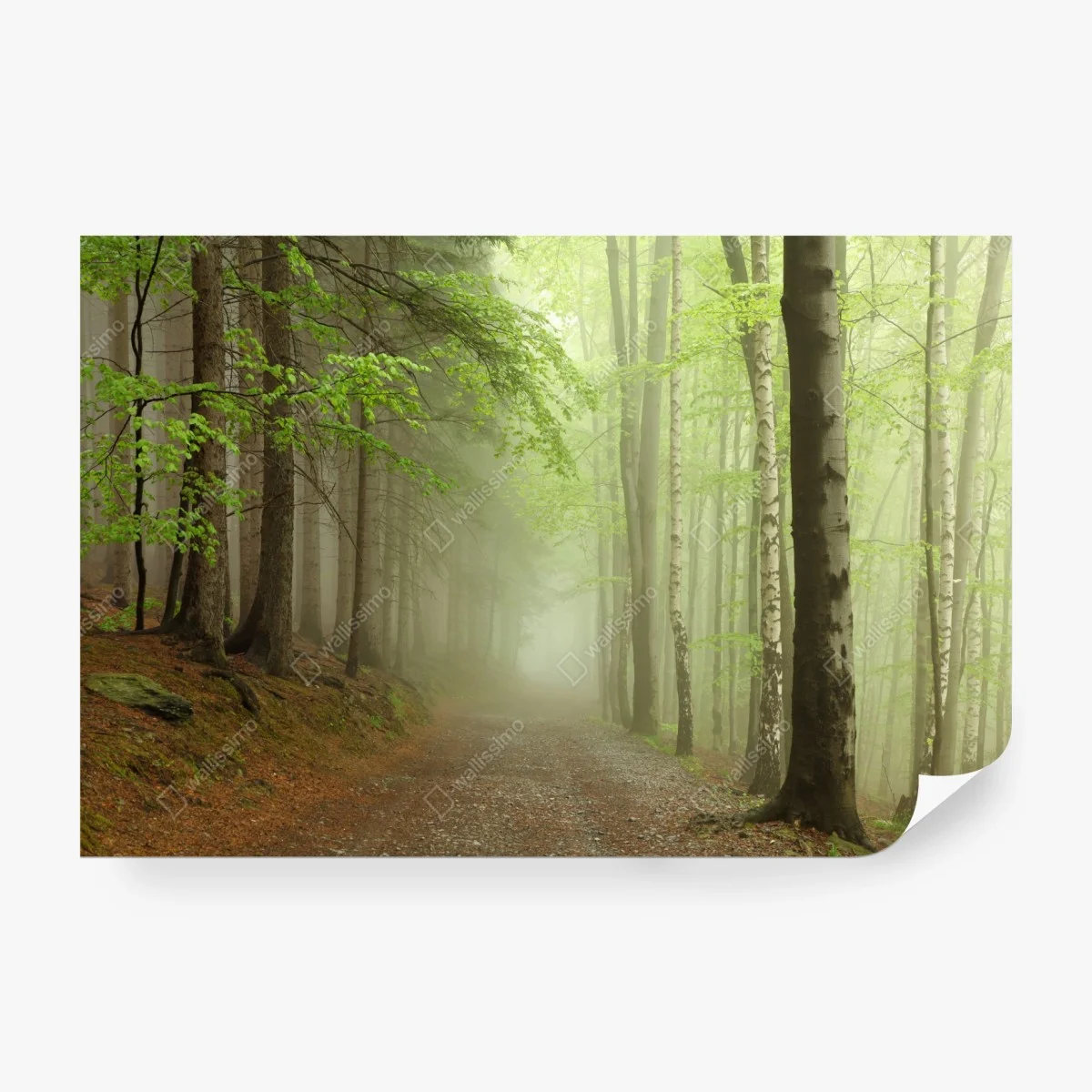 Fototapete nebliger waldpfad – Wallnifity®