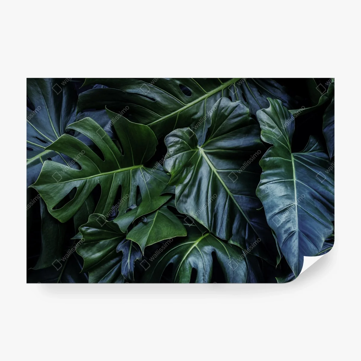 Fototapete üppige tropische monstera-blätter – Wallnifity®