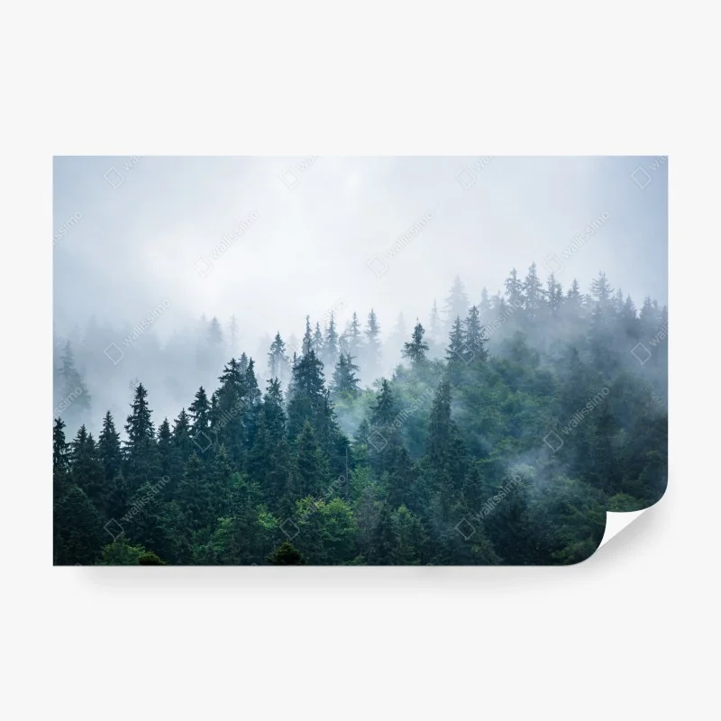 Wälder – Wallnifity®