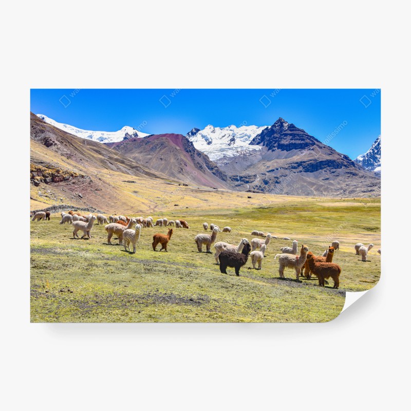 Fototapeten – Wallnifity®