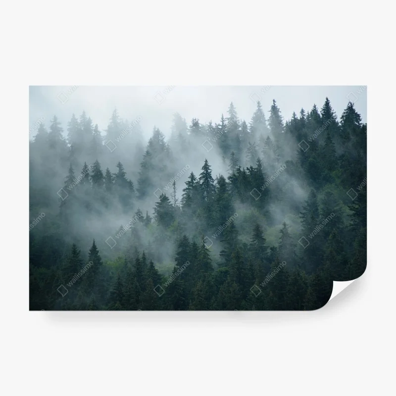 Wälder – Wallnifity®
