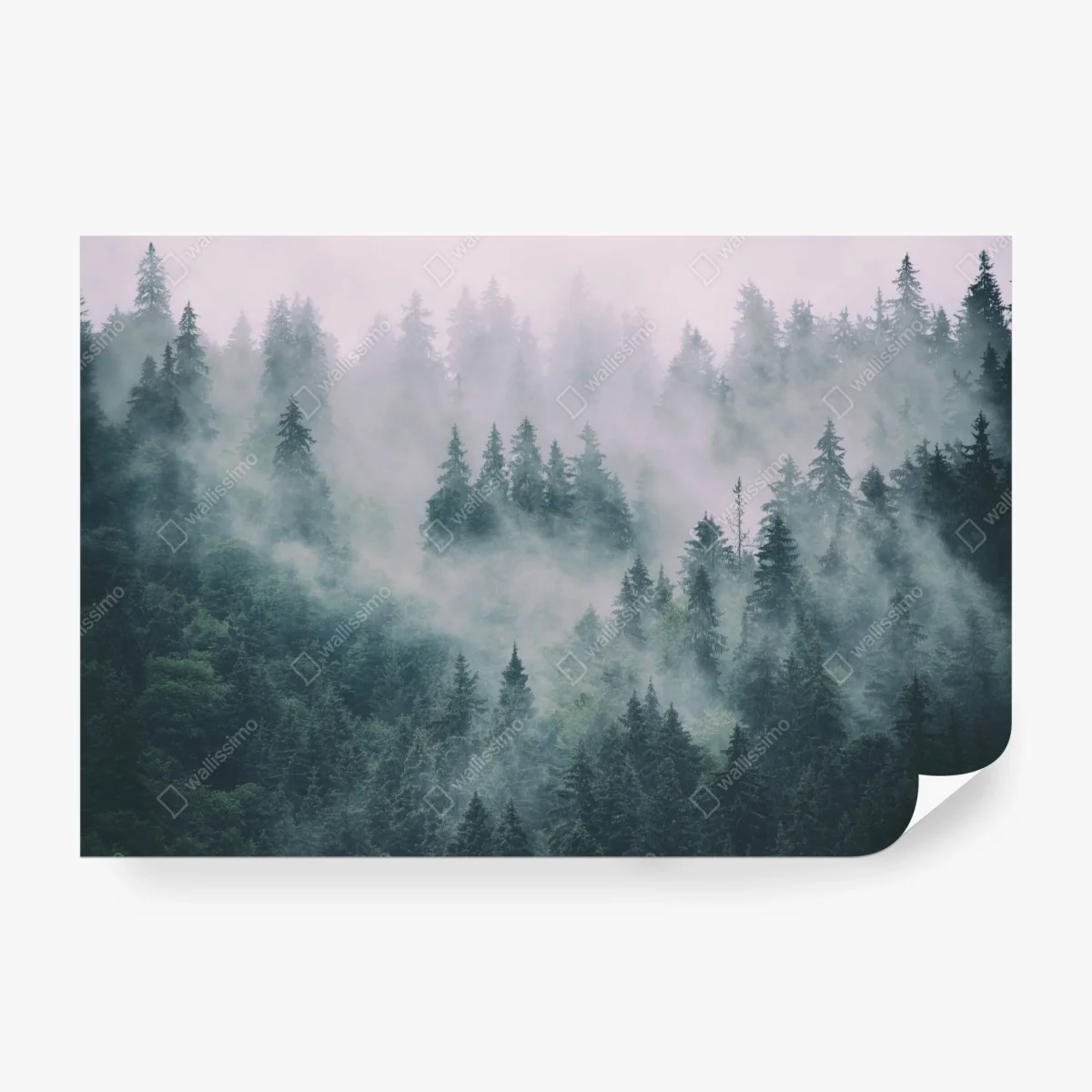 Fototapete nebliger immergrüner wald – Wallnifity®