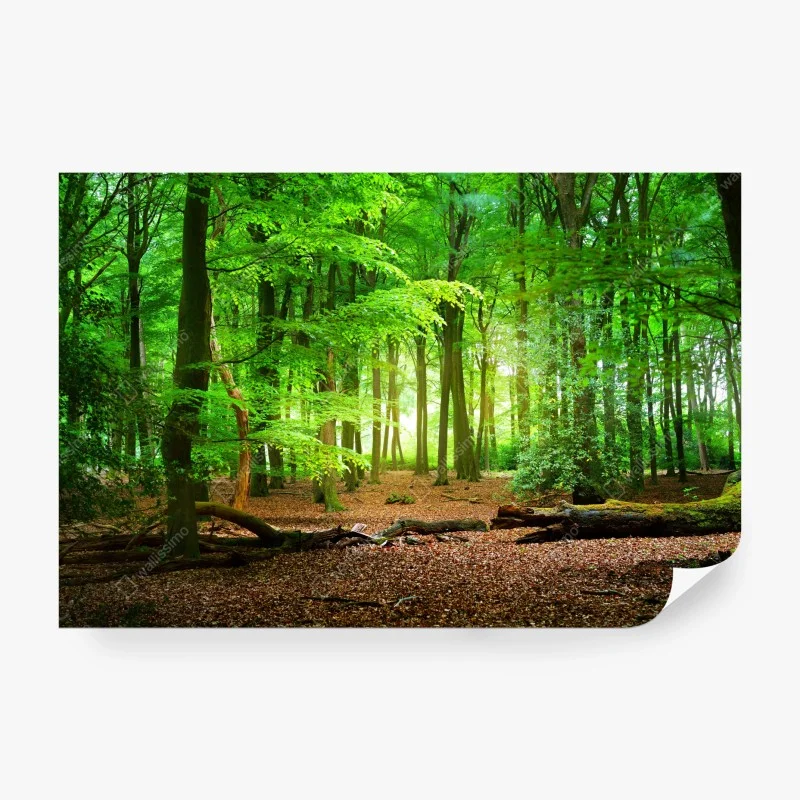 Wälder – Wallnifity®