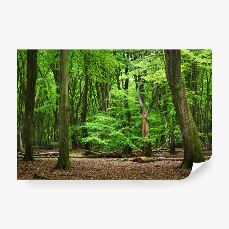 Wälder – Wallnifity®