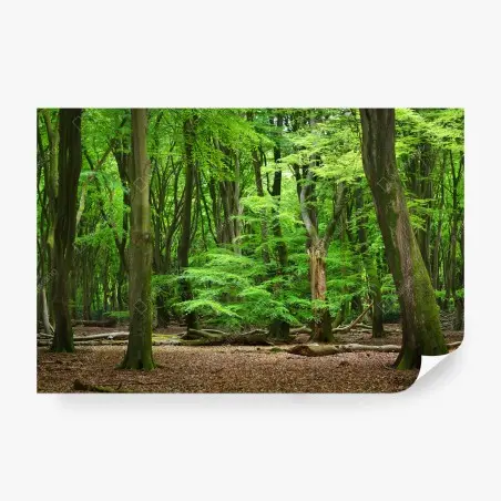 Fototapete ruhige grüne waldkrone – Wallnifity®