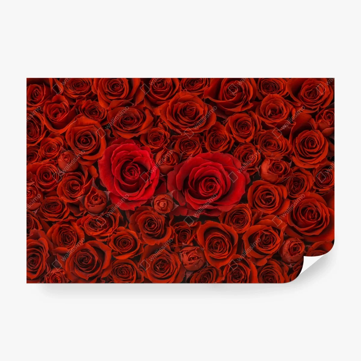 Fototapete prunkvolle collage roter rosen – Wallnifity® Fototapete prunkvolle collage roter rosen – Wallnifity®