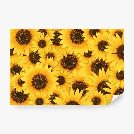 Fototapete goldene sonnenblumen – Wallnifity®