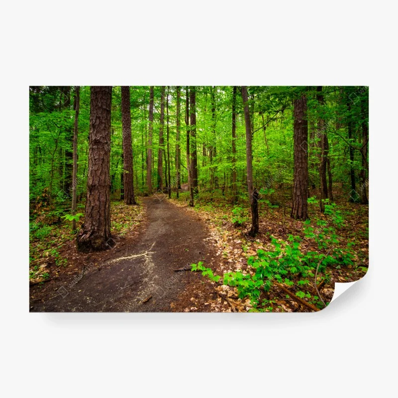 Wälder – Wallnifity®