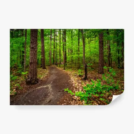 Fototapete ruhiger grüner waldpfad – Wallnifity®