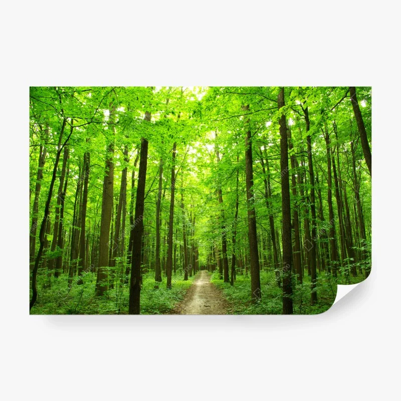 Wälder – Wallnifity®