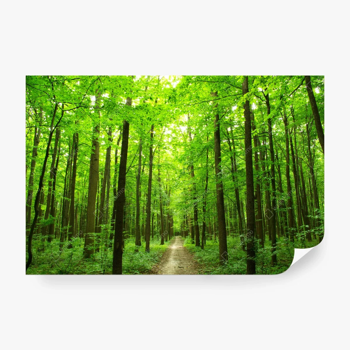 Fototapete ruhiger waldpfad – Wallnifity®