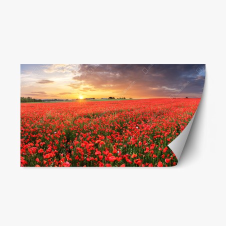 Repositionierbarer Aufkleber mohnfeld im sonnenuntergang – Wallnifity®