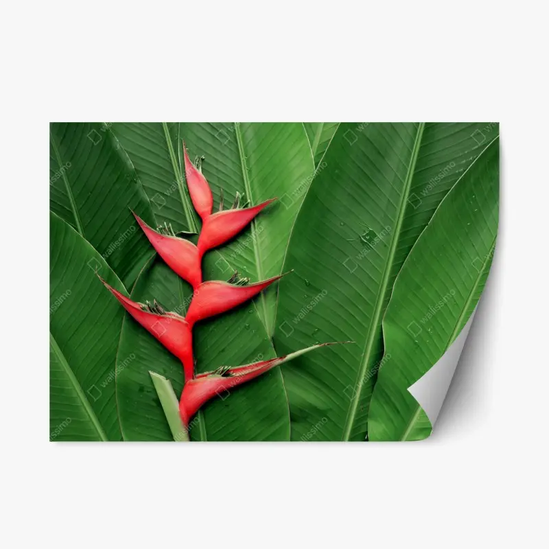 Repositionierbarer Aufkleber leuchtende heliconia auf tropischen blättern
