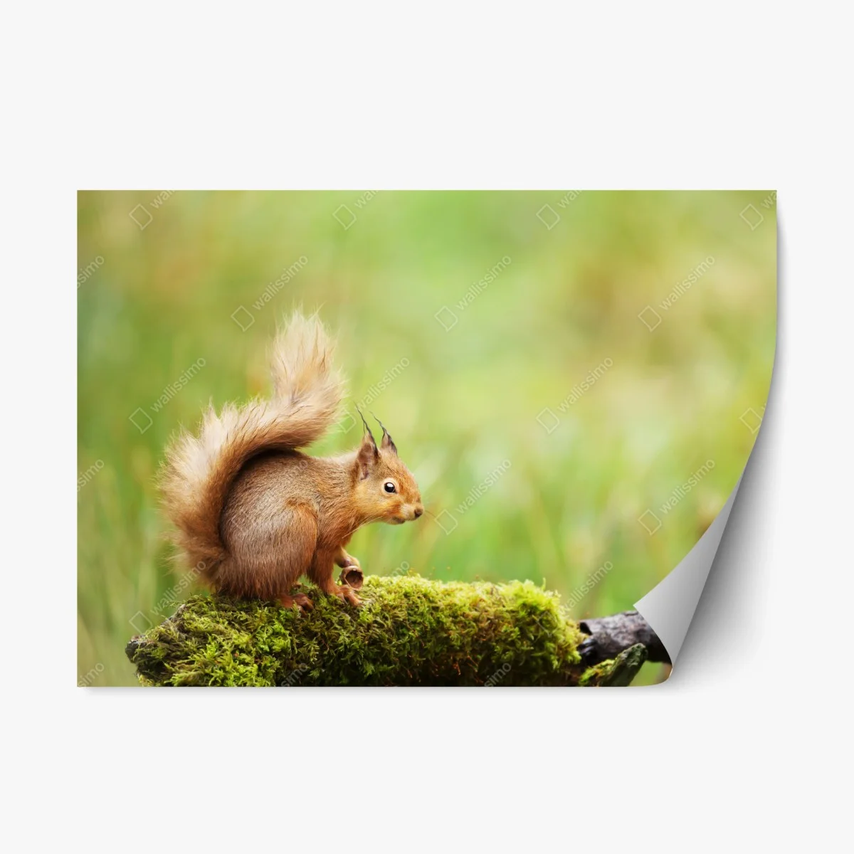 Repositionierbarer Aufkleber rotes eichhörnchen auf moosigem stamm – Wallnifity® Repositionierbarer Aufkleber rotes eichhörnchen auf moosigem stamm – Wallnifity®