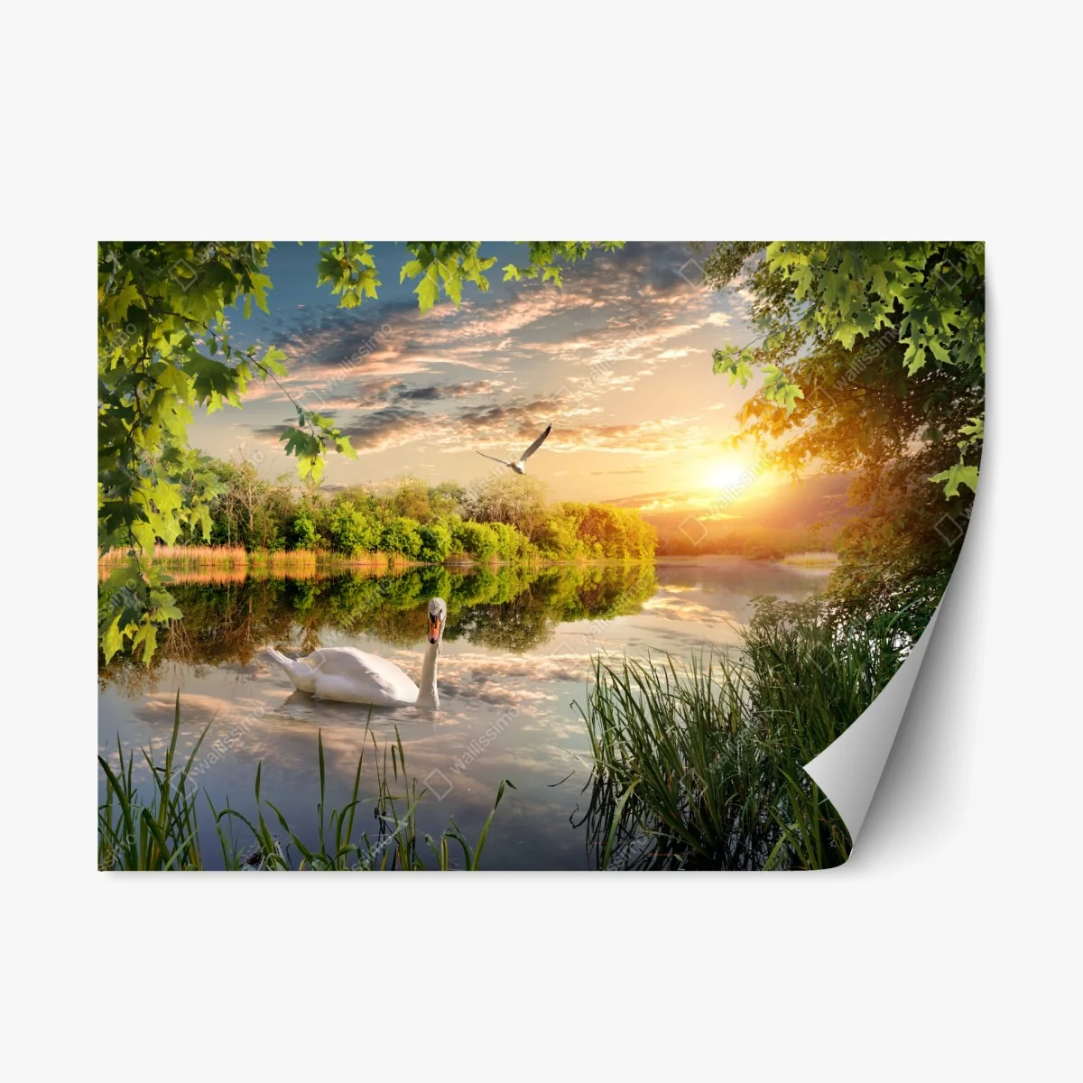Repositionierbarer Aufkleber sonnenuntergang mit schwan auf stillem see – Wallnifity® Repositionierbarer Aufkleber sonnenuntergang mit schwan auf stillem see – Wallnifity®