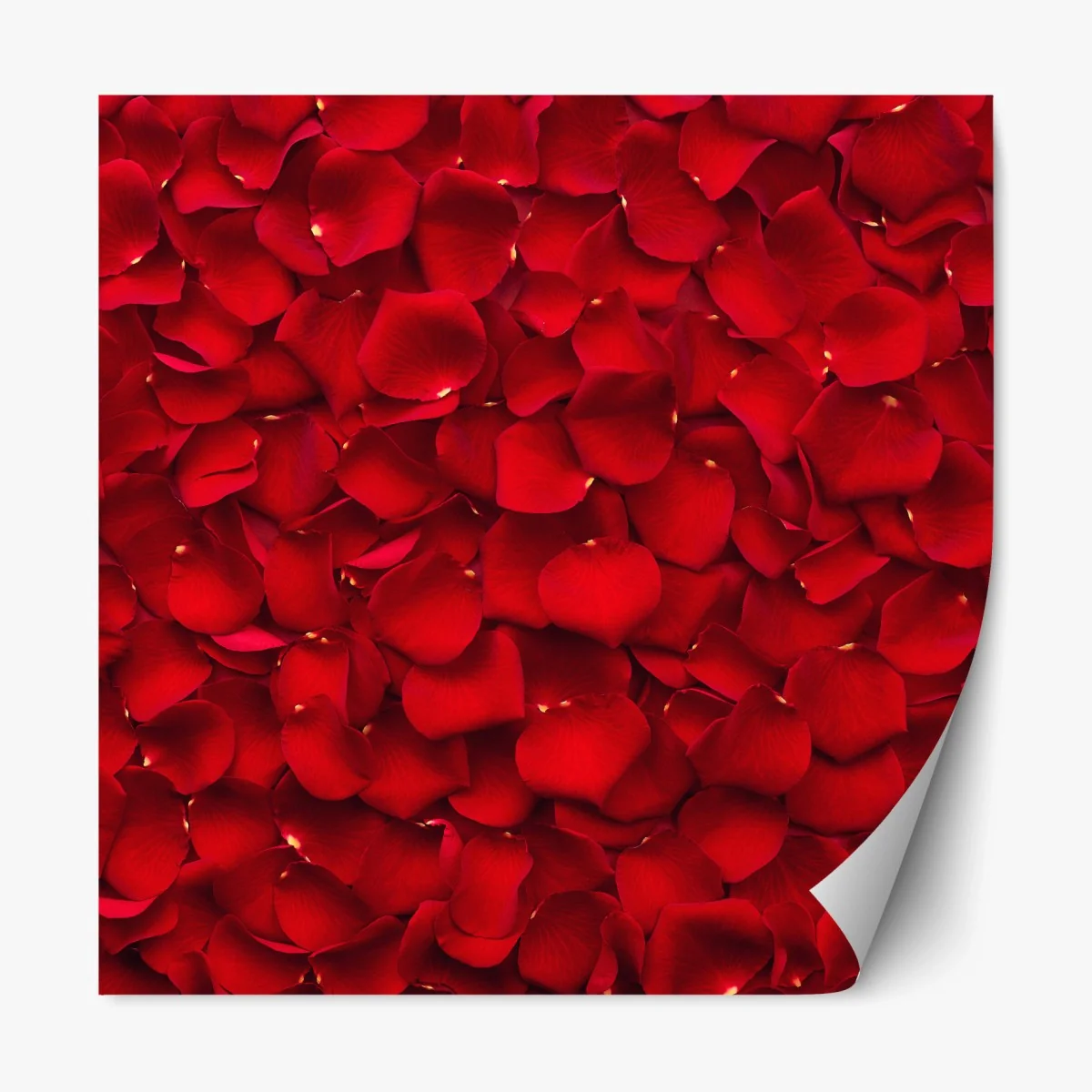 Repositionierbarer Aufkleber rote rosenblätter hintergrund – Wallnifity® Repositionierbarer Aufkleber rote rosenblätter hintergrund – Wallnifity®