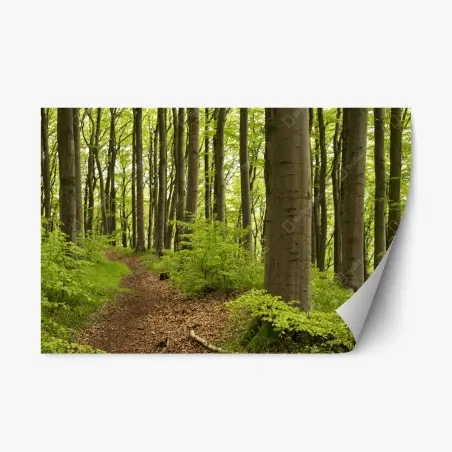 Repositionierbarer Aufkleber ruhiger grüner waldweg – Wallnifity®