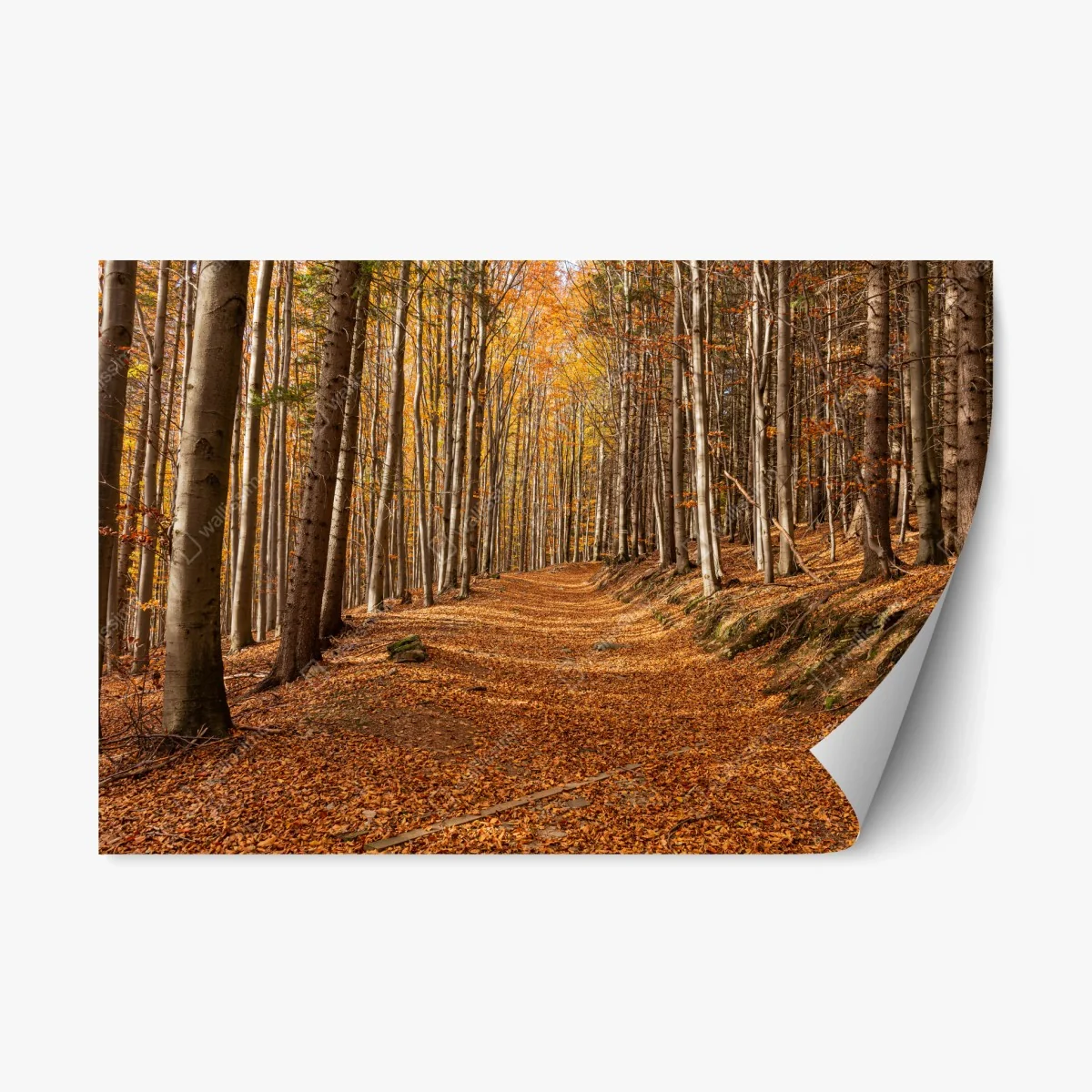 Repositionierbarer Aufkleber herbstlicher waldweg mit goldenen blättern – Wallnifity® Repositionierbarer Aufkleber herbstlicher waldweg mit goldenen blättern – Wallnifity®