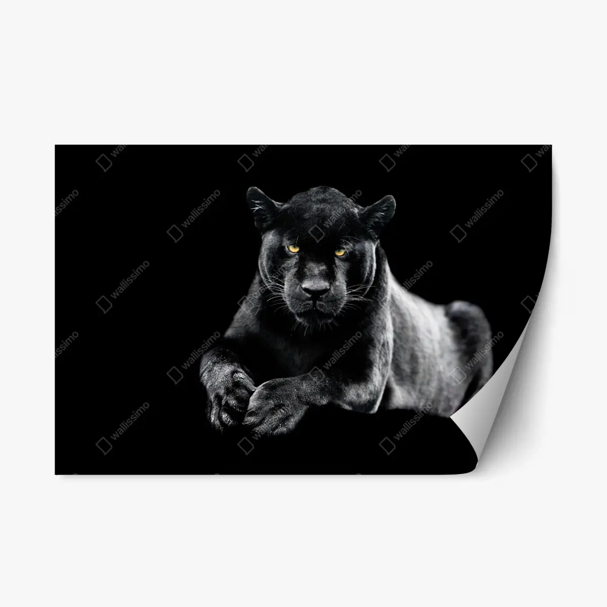 Repositionierbarer Aufkleber porträt eines schwarzen panthers vor schwarzem hintergrund – Wallnifity®
